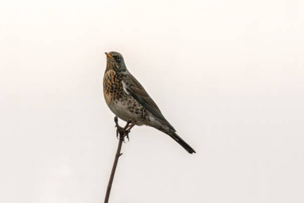 istock fieldfare sitting on a branch 1403586540