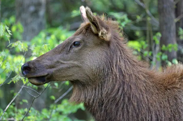 Photo of Female elk head in profile