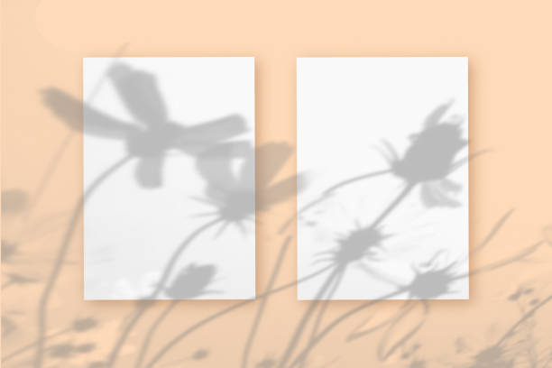 istock 2 vertical sheets of white textured paper against a orange wall background. Mock up with an overlay of plant shadows. Natural light casts shadows from a branch of flowers Cosmea 1403587069