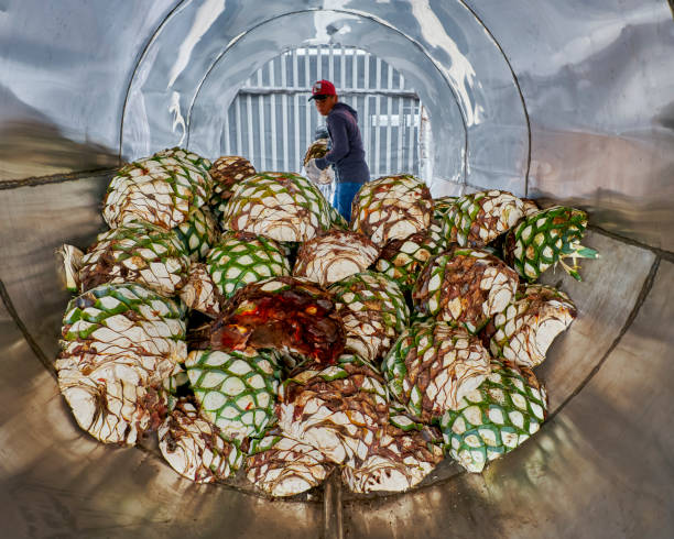 Man piling agave in oven ready to steam it stock photo