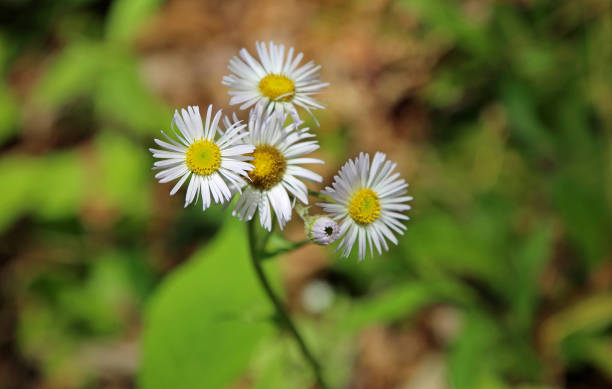 Four Erigeron flowers stock photo