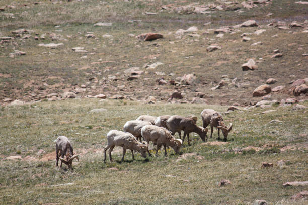 Big horn sheep at the Pikes peak eating grass.