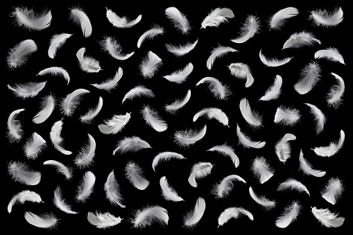 White Bird Feathers Pattern on Black Background. Swan Feathers Wallpaper Backdrop.
