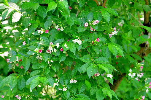 Weigela coraeensis is native to Japan and bears white flowers, which turn pink and then red, giving an illusion of a plant bearing three differently colored flowers. It flowers from late spring to early summer (May and June).