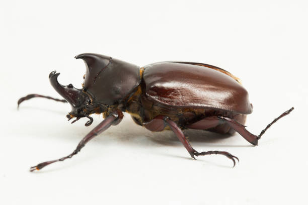 istock rhinoceros beetles Xylotrupes australicus on white background 1403597422