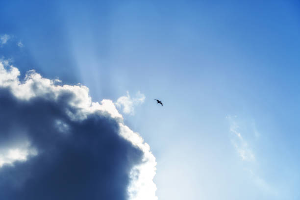 istock birds flying high in the sky, bright sunlight through the clouds 1403598178