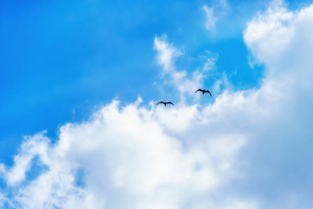 istock birds flying high in the sky, bright sunlight through the clouds 1403598188