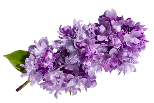 branch of terry lilac flowers isolated on a white background