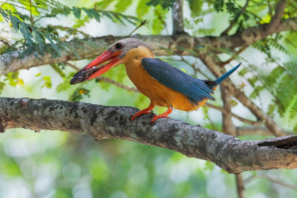 istock Stork-billed Kingfisher 1403599392