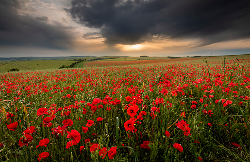 June Poppy sunset over the south downs along Ditchling road east Sussex south east England
