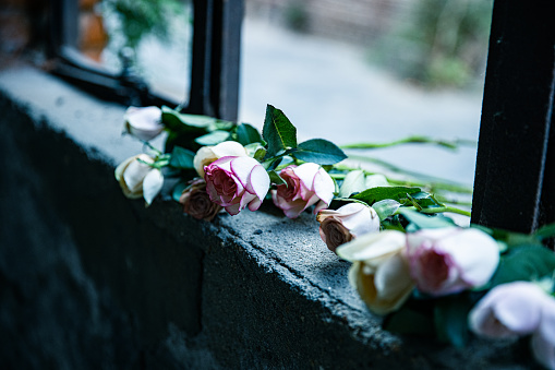 rose flower on broken window