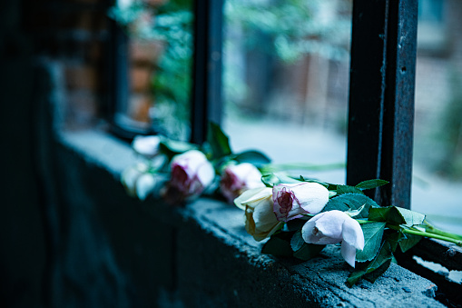 rose flower on broken window