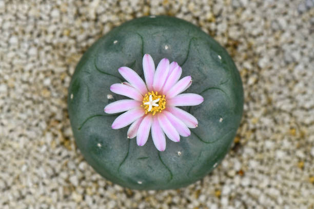 istock Lophophora fredicii with pink blossom flower. 1403601841