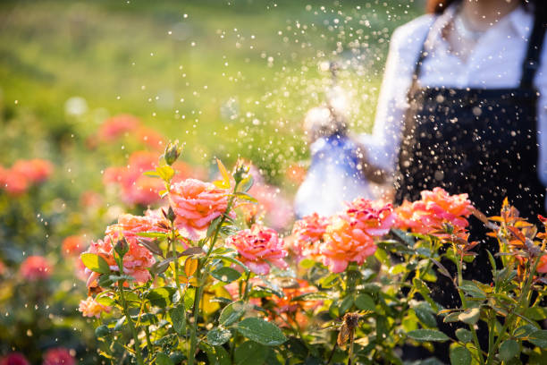 gießen von gartenblumen mit sprinkler - rose garden stock-fotos und bilder