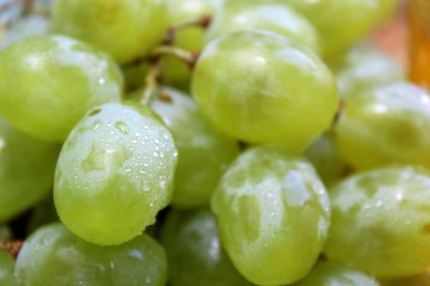 Green grapes close-up with water drops.
