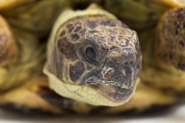 istock Russian Tortoise Testudo horsfieldii on white background 1403605478