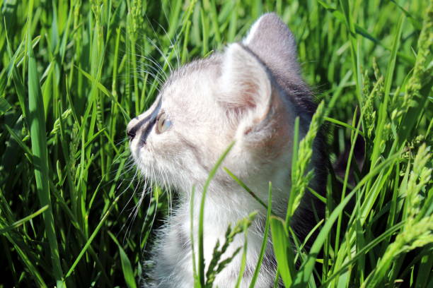 istock An enthusiastic gray kitten sits in the tall grass. 1403605763