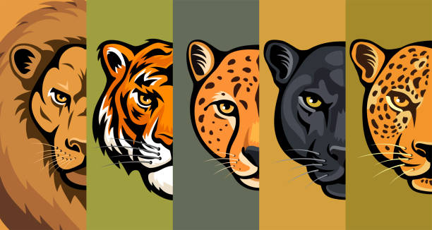 vector big cats head. maskotka kreatywny design. - tiger lion leopard cartoon stock illustrations