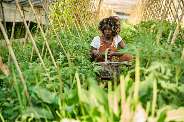 istock Female farm worker caring for greenhouse plants 1403606812