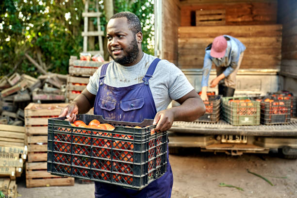 istock Farm worker unloading harvested tomatoes from truck 1403606843