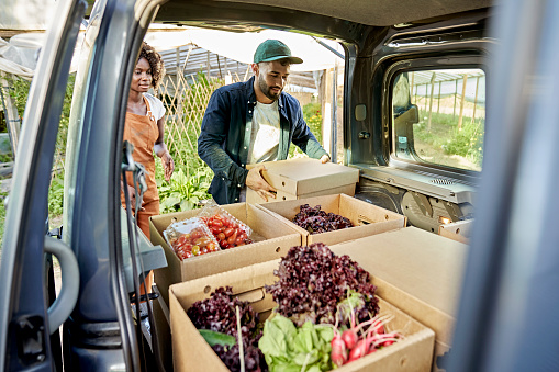 Man and woman in 20s and 30s putting fresh vegetables in back of vehicle for delivery.