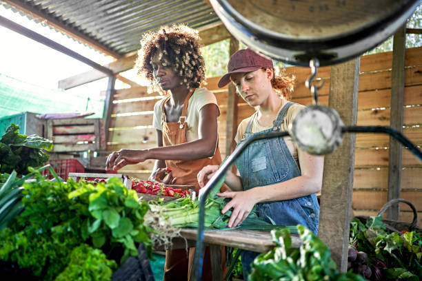 istock Female farmers sorting fruit and vegetables 1403606848