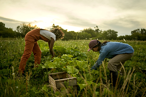 Women harvesting vegetables in field at dusk
