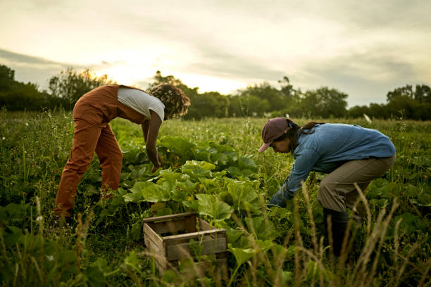 Women harvesting vegetables in field at dusk Farm workers in 20s and 30s caring for organic squash crop. agricultural activity stock pictures, royalty-free photos & images