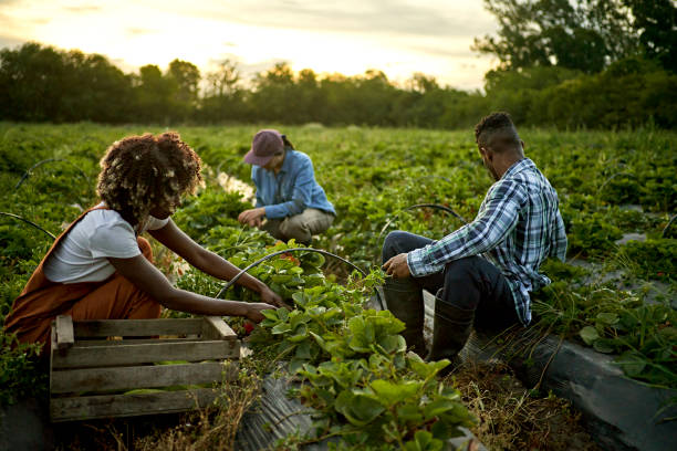 istock Young organic farm workers harvesting strawberries at dusk 1403606875