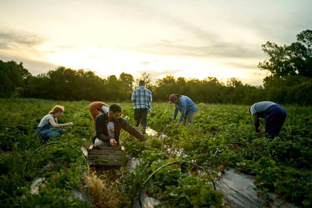 istock Organic farm workers caring for crops at dusk 1403606876