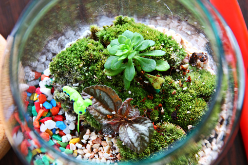 close up top view beauty terrarium decoration by little acessory in small bottle