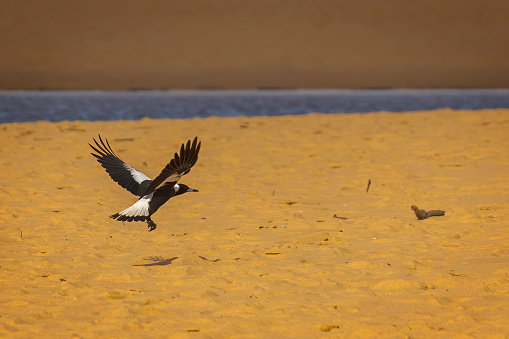 Magpie landing on the beach with wings span