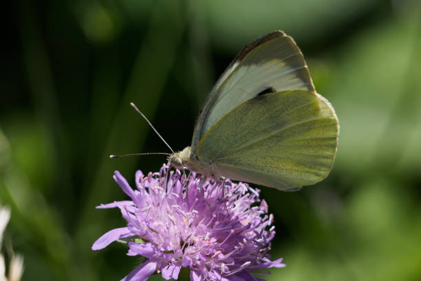 istock White butterfly, Cabbageworm, on a blue flower. 1403609754