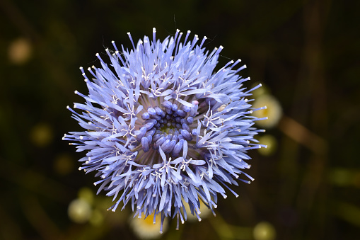 Cornflower