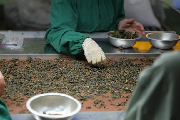 Workers are selecting the best tea leaves in tea processing, for produce the highest quality tea.