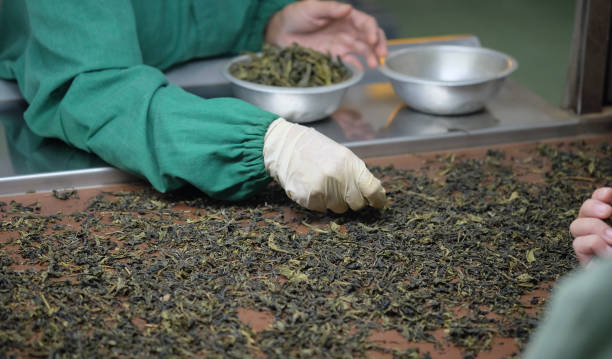 istock Cropped shot of workers selecting the best tea leaves in tea processing, for produce the highest quality tea. 1403612362