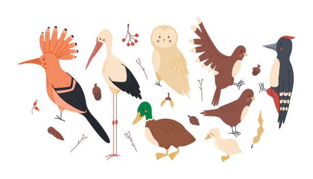 ilustrações, clipart, desenhos animados e ícones de pássaros da floresta com coruja, pica-pau, pato, pardal, cegonha, hoopoe, ótimo design para qualquer propósito. coleção de fauna silvestre. ilustração de vetor de desenho animado plano isolado para fundo branco. - great white owl