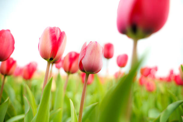istock Flowers in a flower field in Holland 1403612794