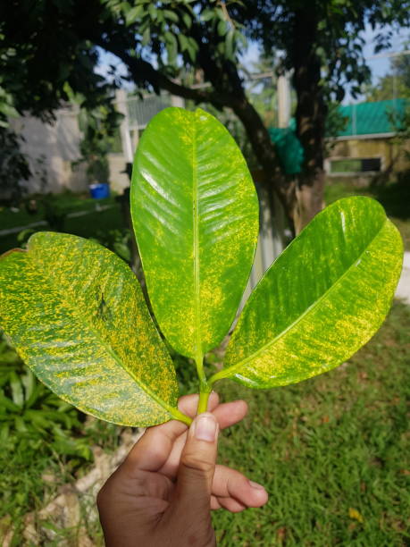 istock Red Scale insect injure on mangosteen fruit in Viet Nam 1403612851