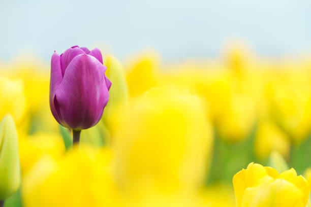 istock Aerial view of bulb-fields in springtime 1403612868