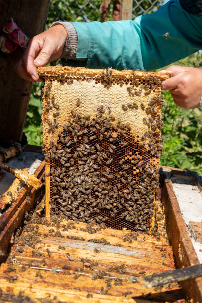 istock beekeeper takes honeycombs to pump honey from the hive, Apitherapy