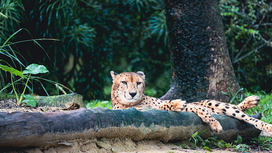 A Cheetah laying down in the green wilderness and staring at something with the eyes.