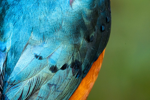 Close-up of a parrot and its feathers.