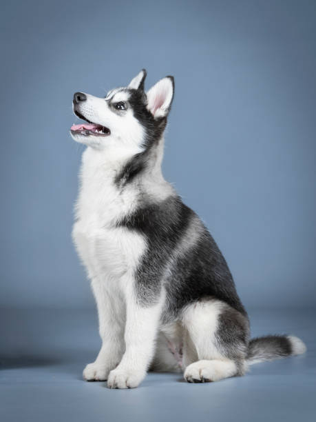 istock Siberian husky puppy sitting in a photo studio 1403619135