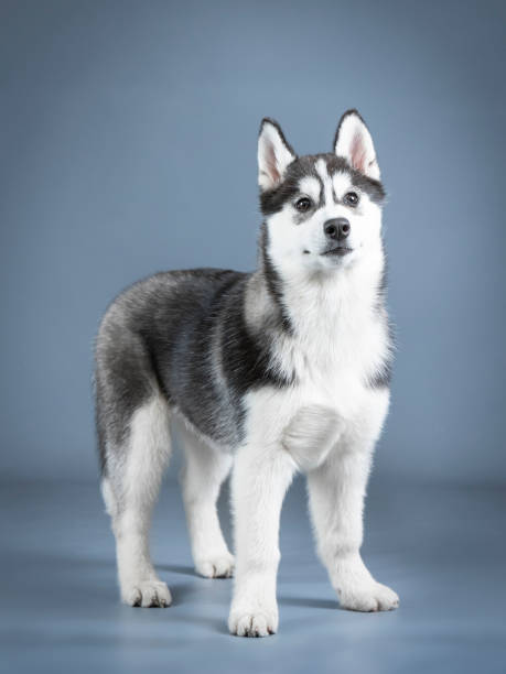 istock Siberian husky puppy standing in a photo studio 1403620032