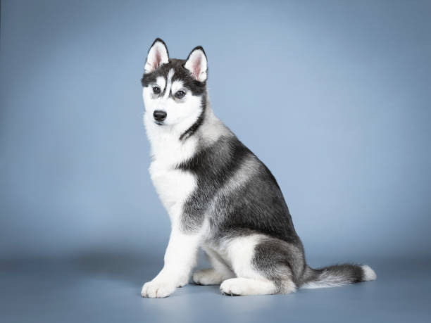 istock Siberian husky puppy sitting in a photo studio 1403620415