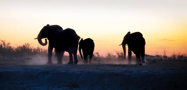 Creative Wildlife pictures of Bwabwata ,Namibia
