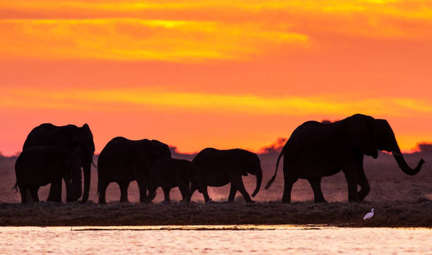 istock Creative Wildlife pictures of Bwabwata ,Namibia 1403620498