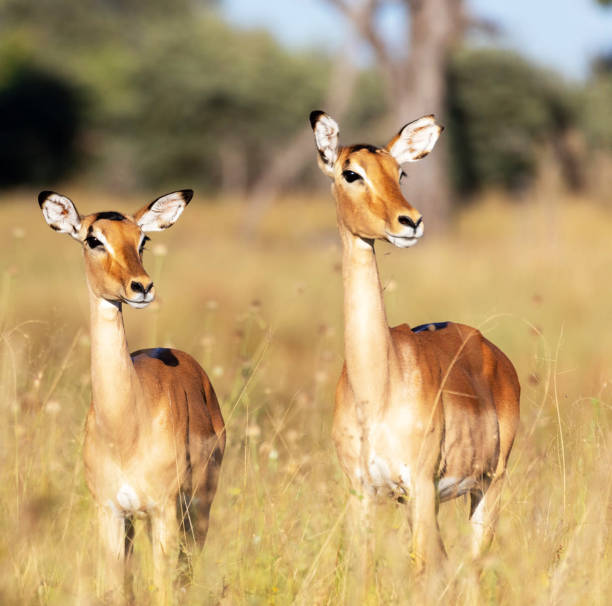 istock Creative Wildlife pictures of Bwabwata ,Namibia 1403620500