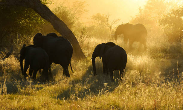 istock Creative Wildlife pictures of Bwabwata ,Namibia 1403620505